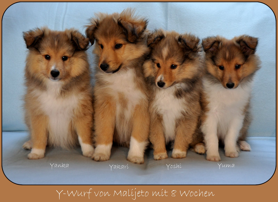Y-Wurf